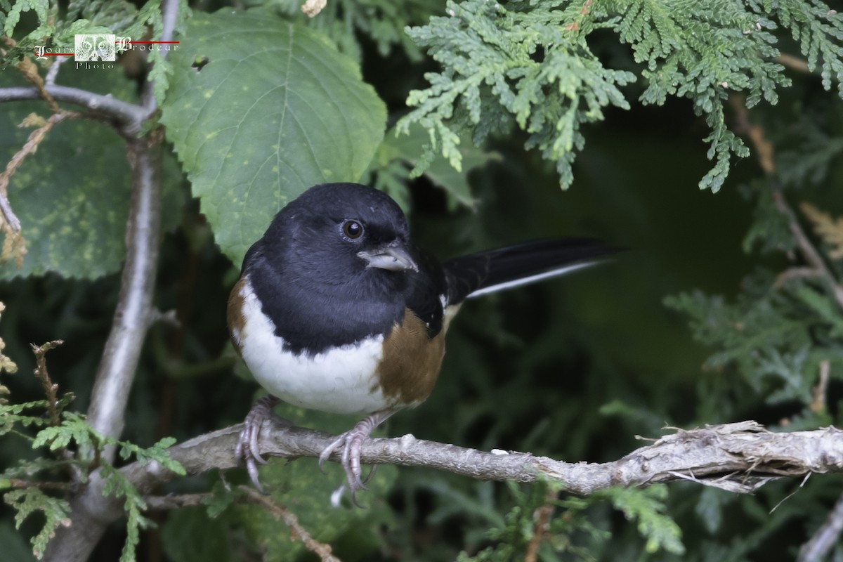 Eastern Towhee - ML610154899