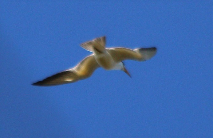 Large-billed Tern - ML61015491