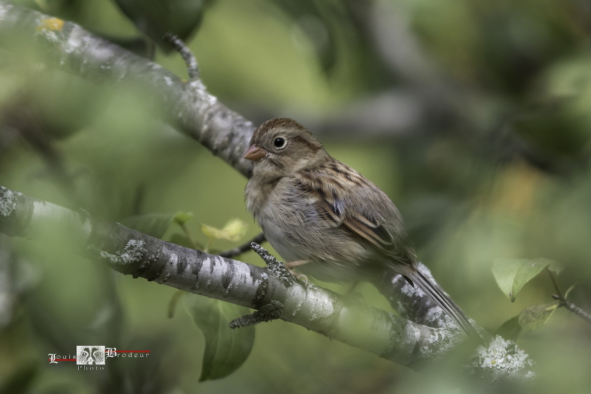 Field Sparrow - Louis Brodeur