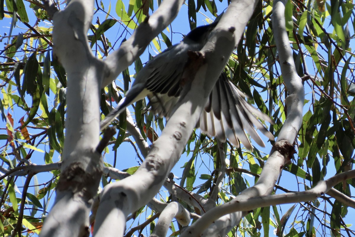 White-breasted Woodswallow - ML610155086