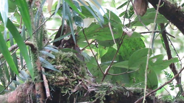 Everett's Thrush - ML610155129