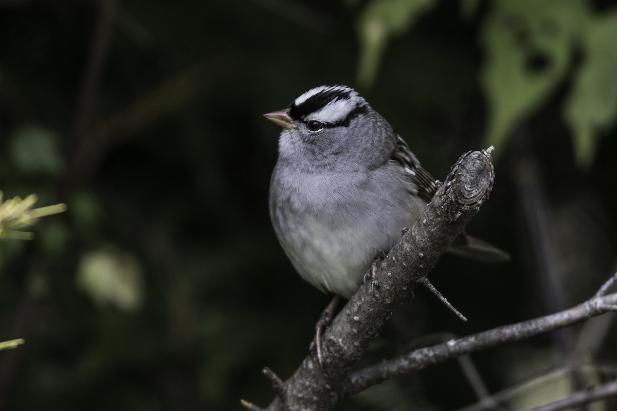 White-crowned Sparrow - Louis Brodeur