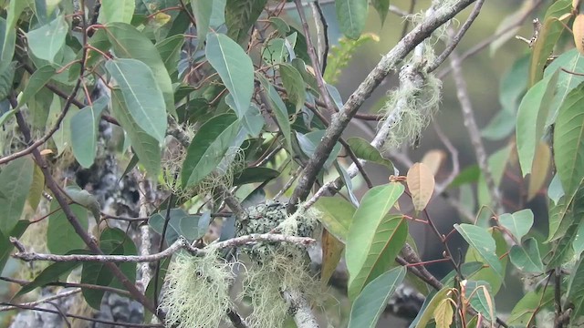 gråhakemønjefugl (montanus/cinereigula) - ML610155214