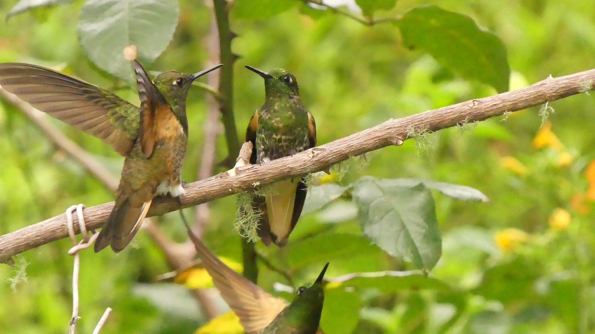 Buff-tailed Coronet - Ann Kovich