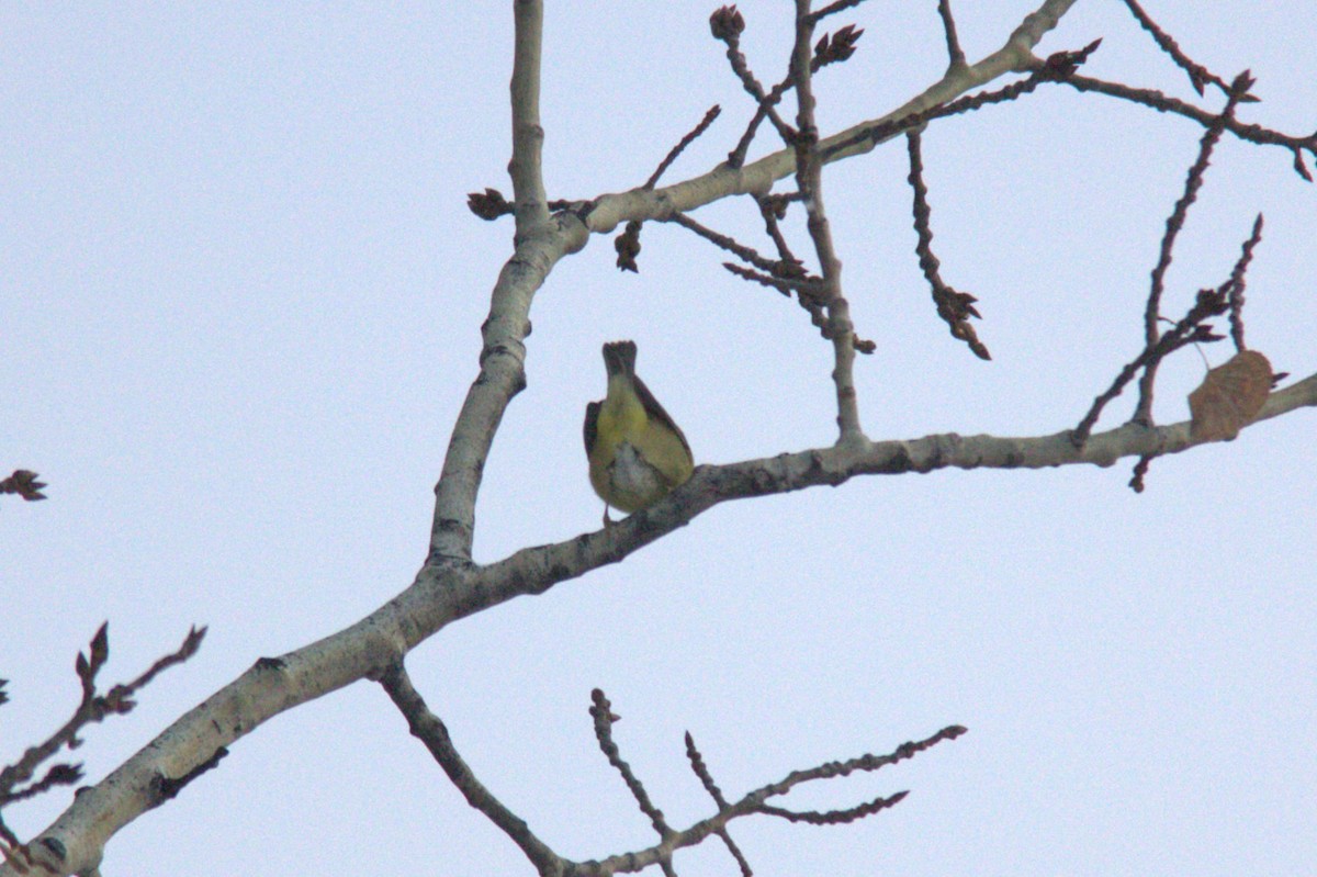 Nashville Warbler - Joseph Ransdell-Green