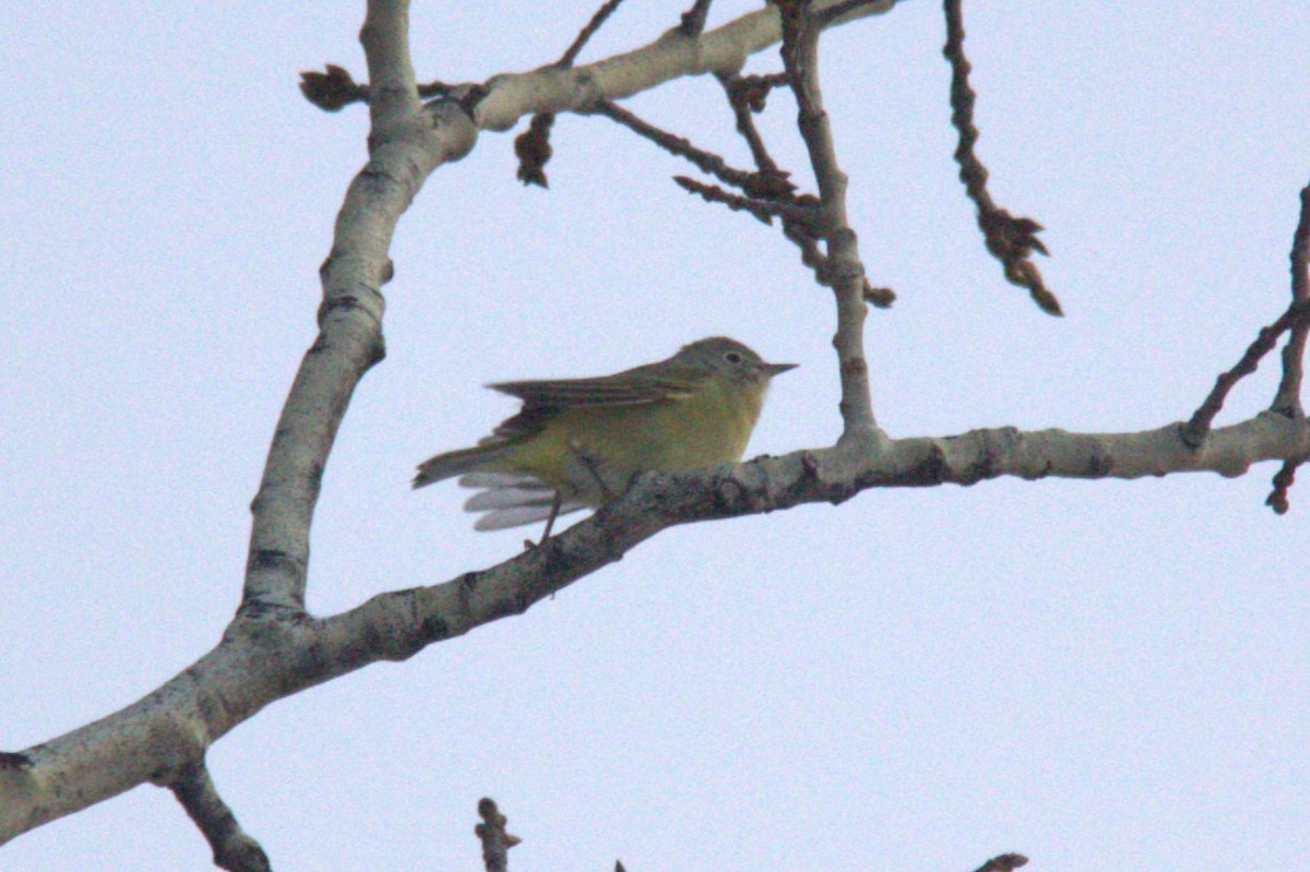 Nashville Warbler - Joseph Ransdell-Green