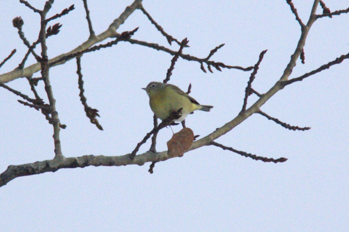 Nashville Warbler - Joseph Ransdell-Green