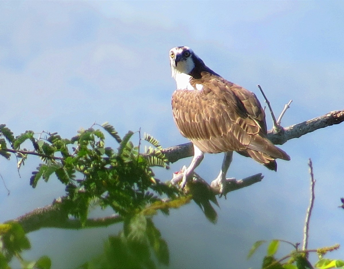 Osprey - Anderson León Natera