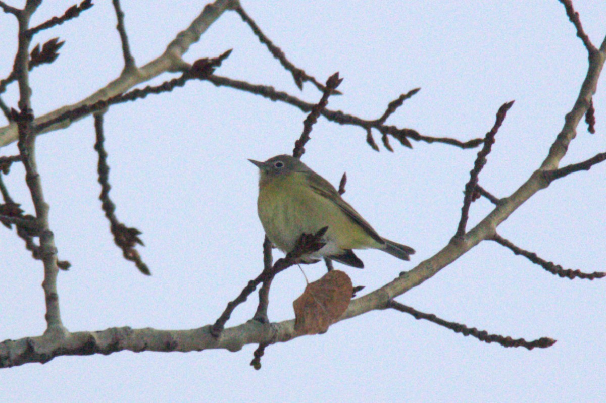 Nashville Warbler - Joseph Ransdell-Green