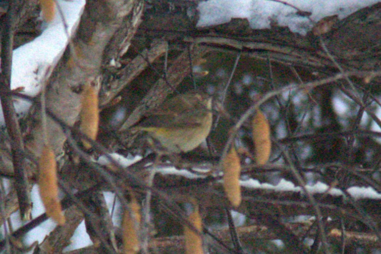 Paruline à couronne rousse - ML610155256