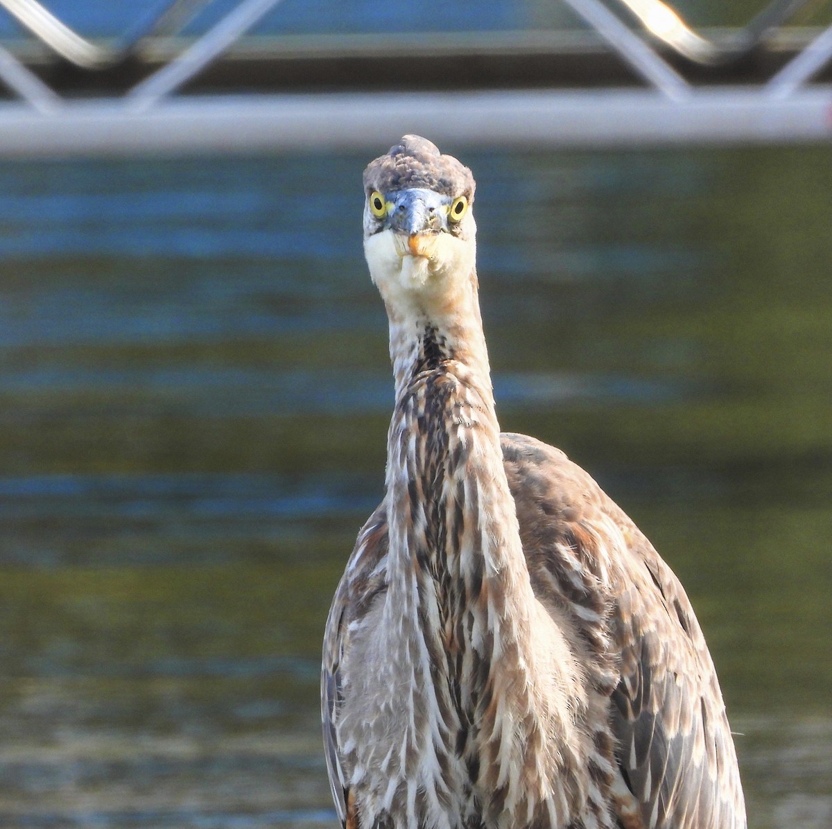Great Blue Heron - ML610155311