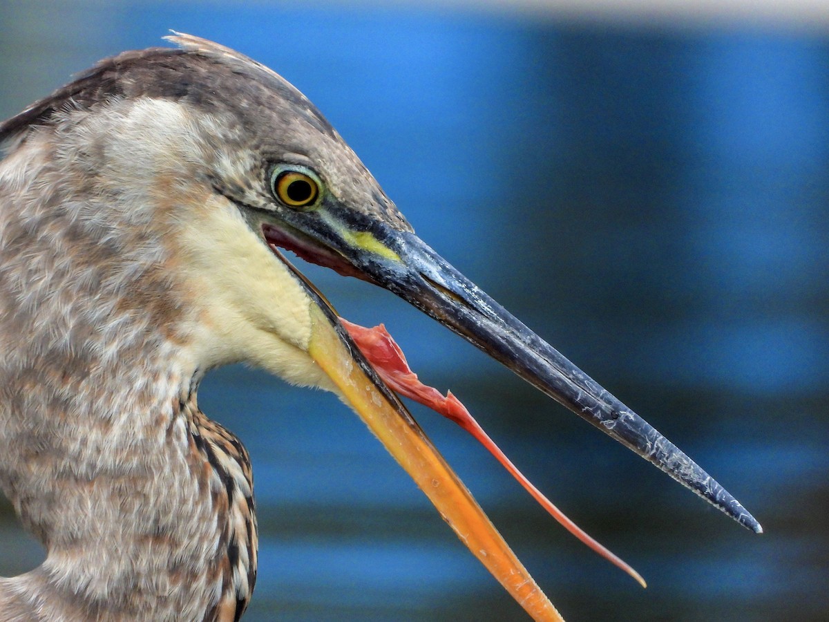 Great Blue Heron - ML610155312
