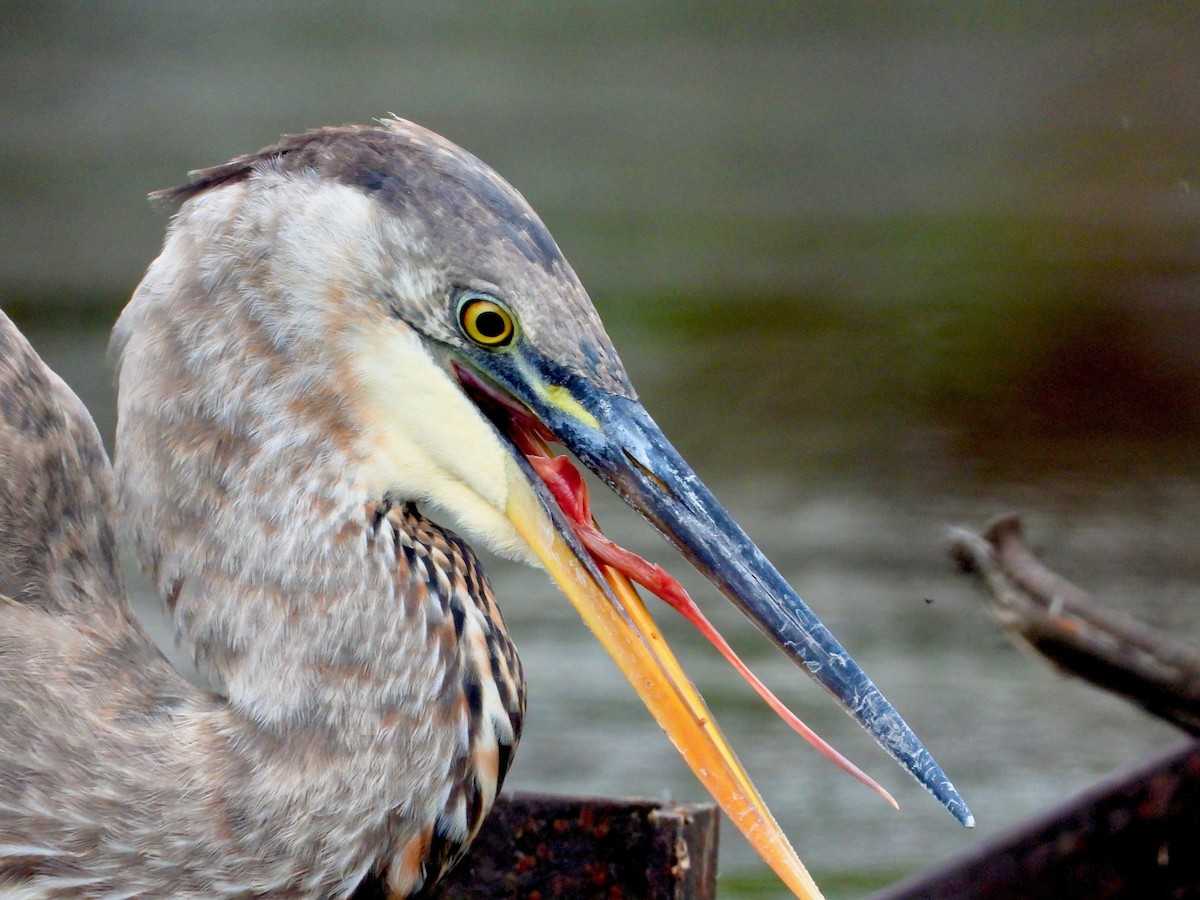Great Blue Heron - ML610155313