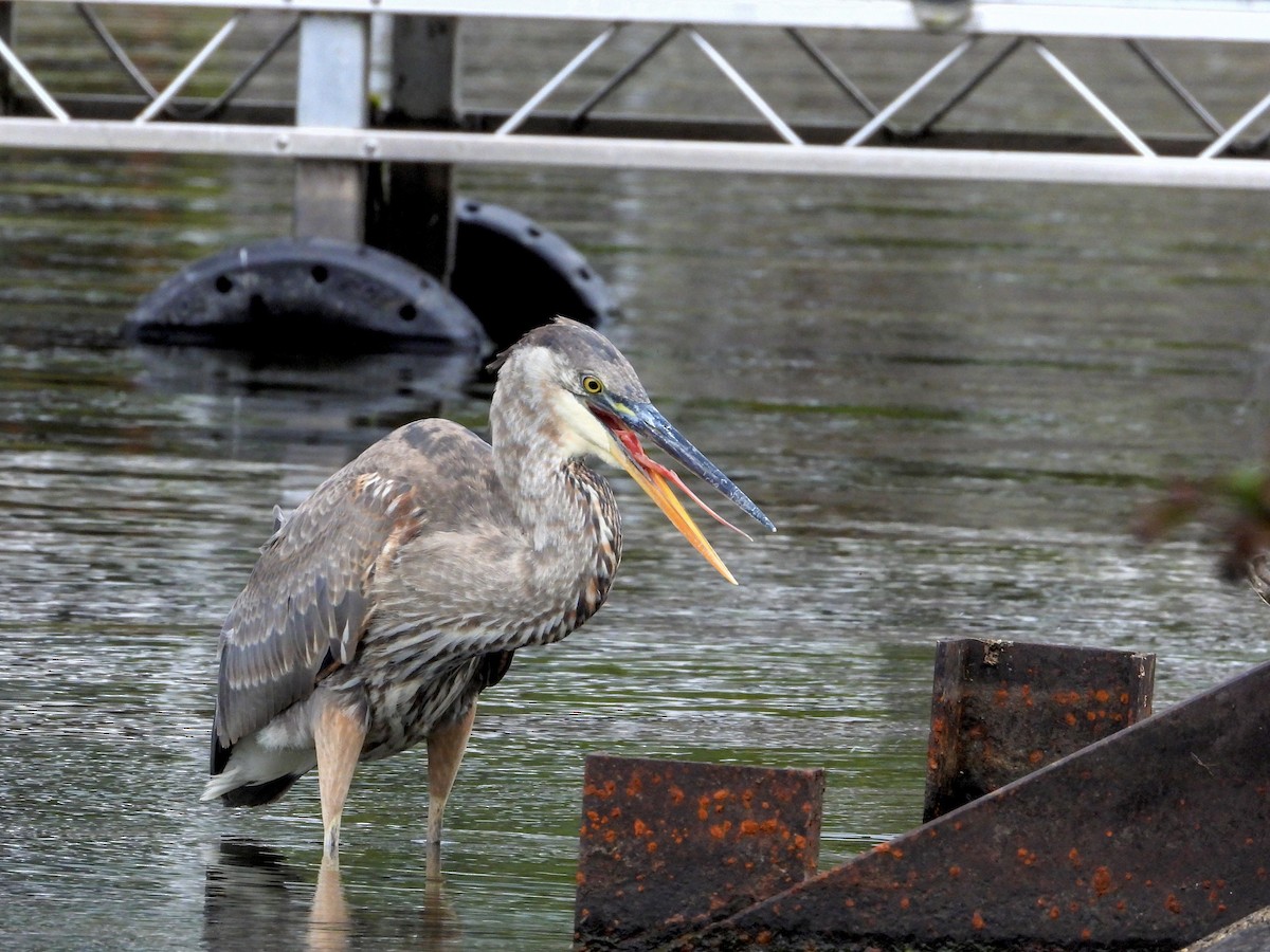 Great Blue Heron - ML610155315
