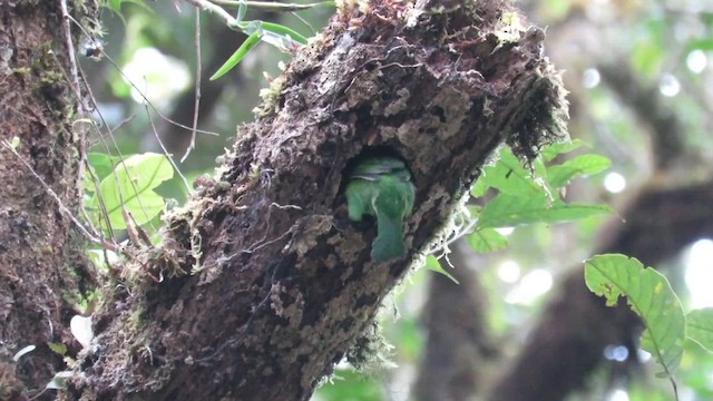 Golden-naped Barbet - ML610155316