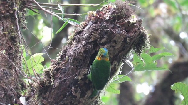 Golden-naped Barbet - ML610155320