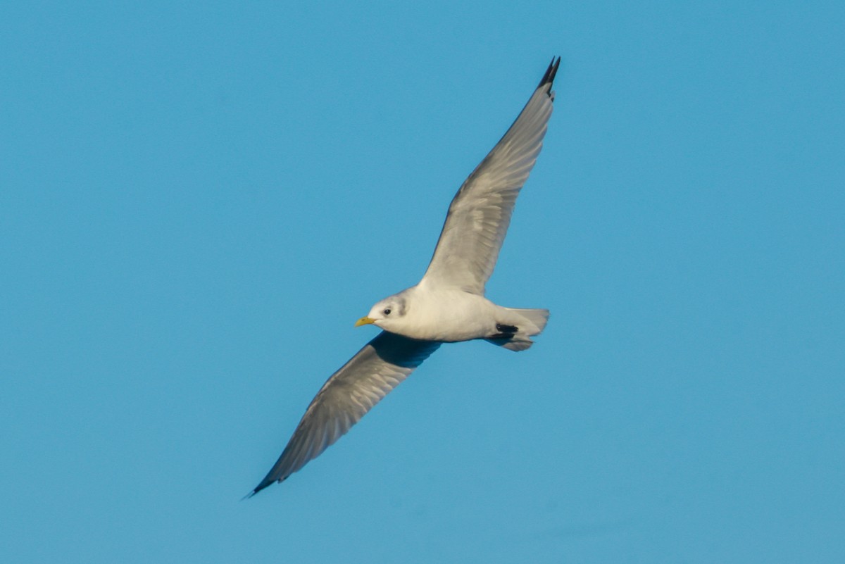 Mouette tridactyle - ML610155471