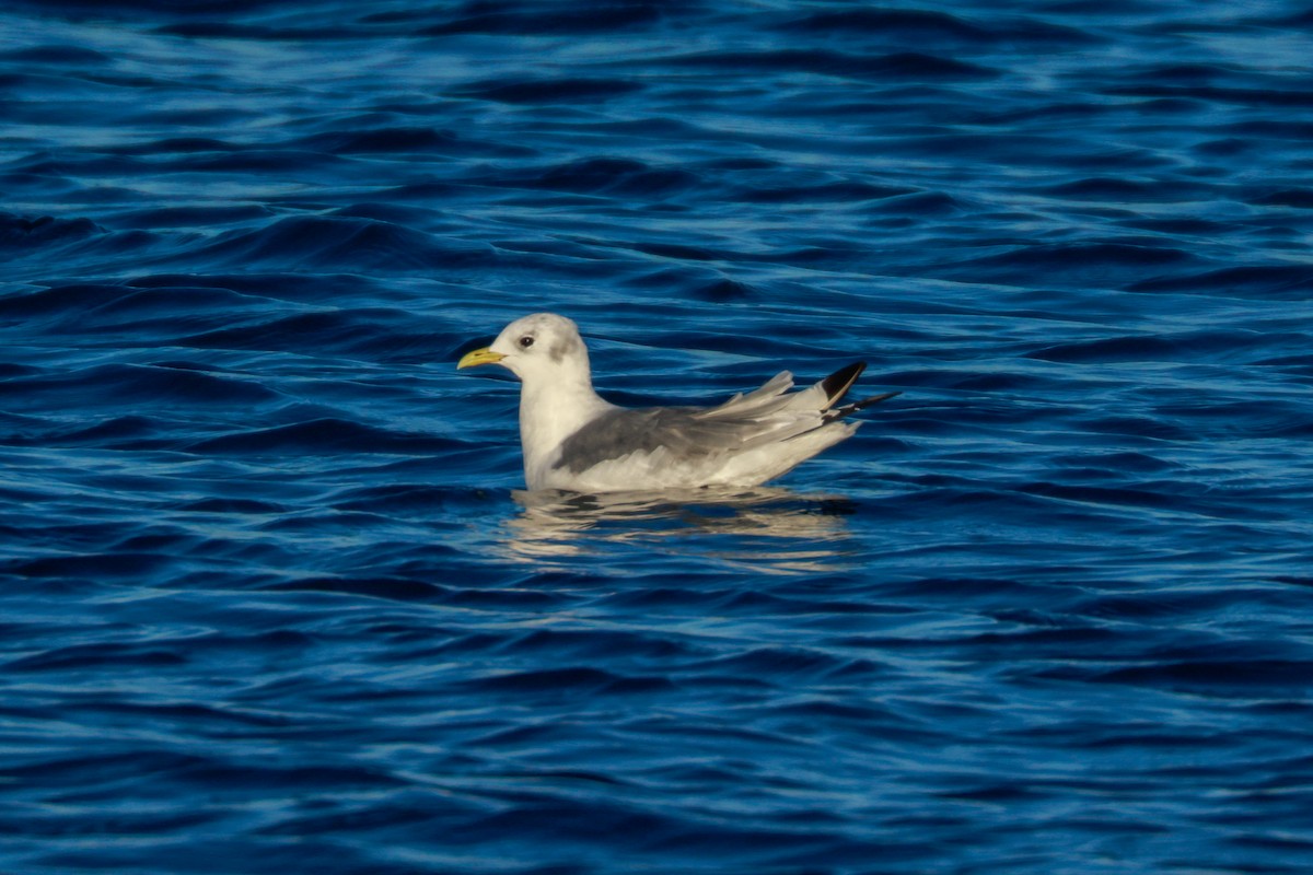 Mouette tridactyle - ML610155472
