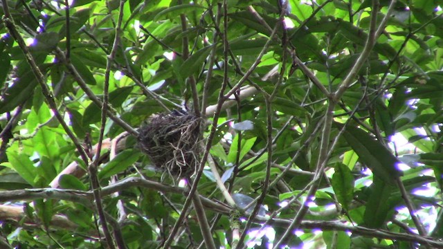 Drongo Crestudo (borneensis) - ML610155569