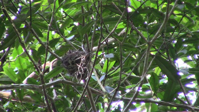 Telli Drongo (borneensis) - ML610155570