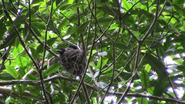 Drongo à crinière (borneensis) - ML610155575