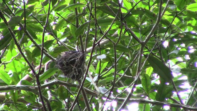 Drongo à crinière (borneensis) - ML610155576