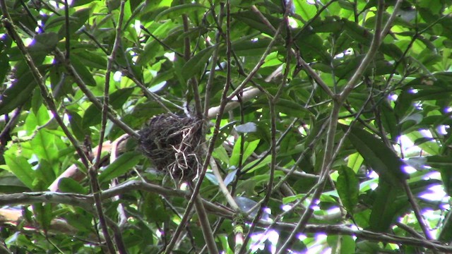 hårdrongo (borneensis) - ML610155577