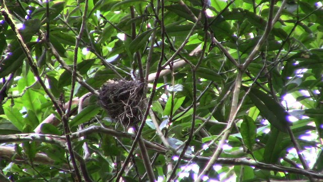 Drongo Crestudo (borneensis) - ML610155578