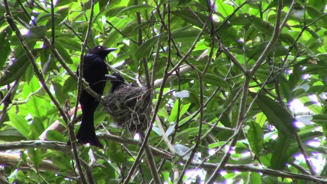 Drongo à crinière (borneensis) - ML610155579