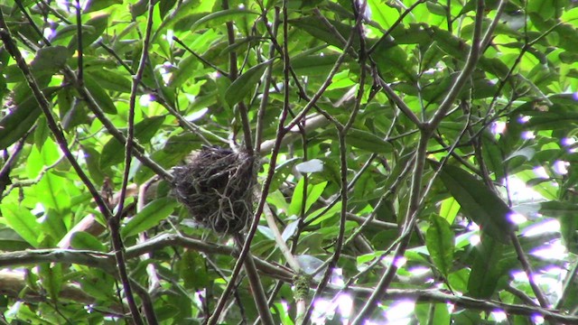 Drongo Crestudo (borneensis) - ML610155580