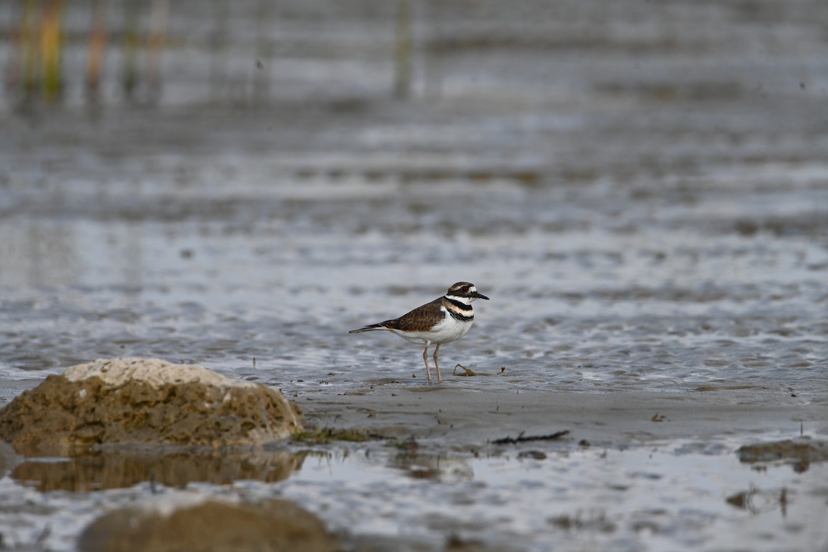 Killdeer - ML610155629