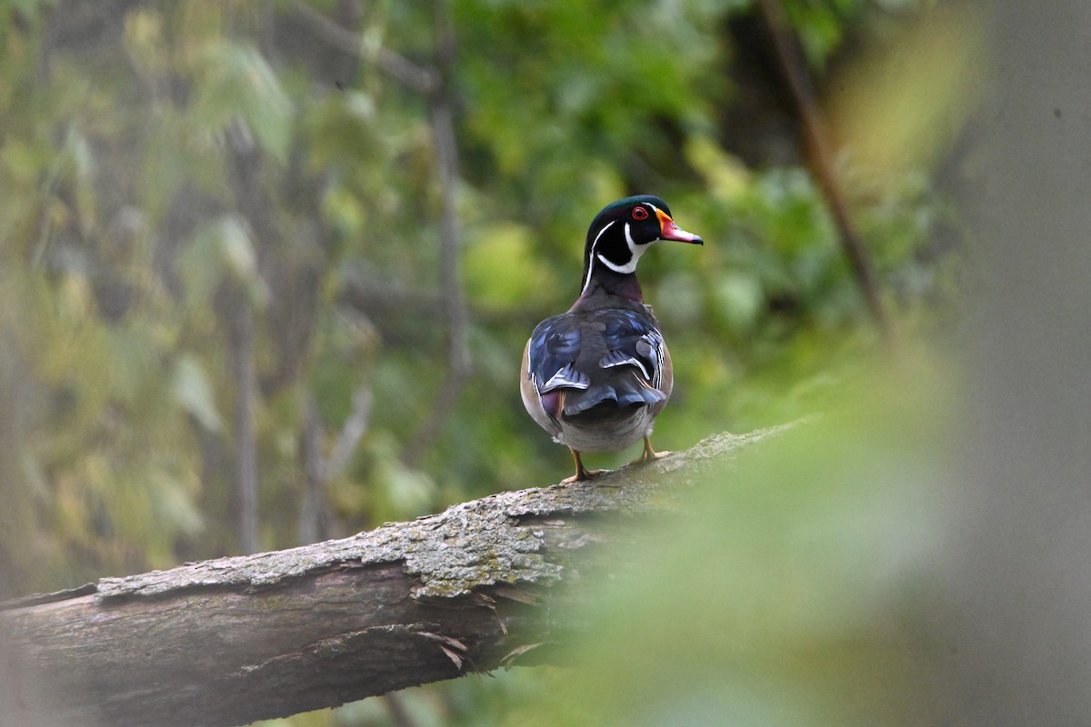 Wood Duck - ML610155682