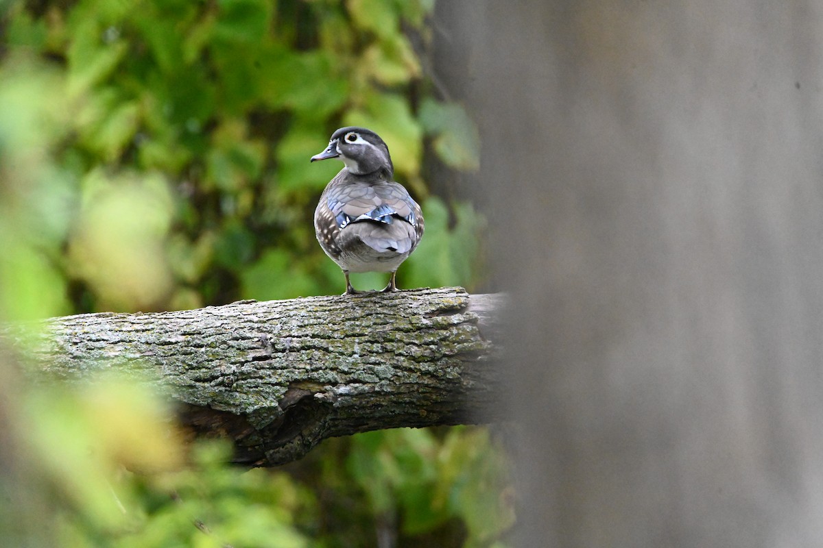 Wood Duck - ML610155683