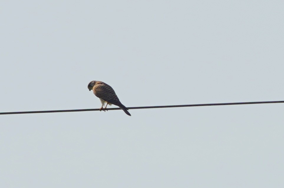 Eurasian Kestrel - ML610155685