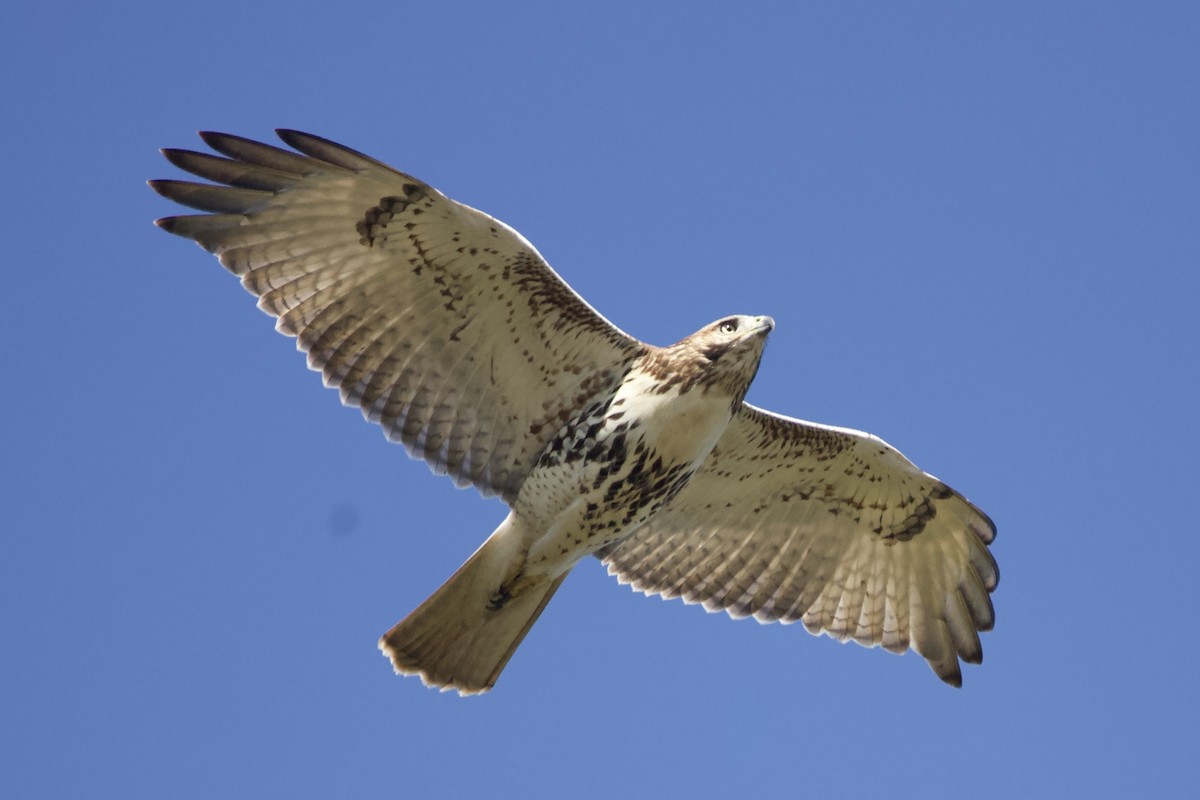 Red-tailed Hawk - ML610155721