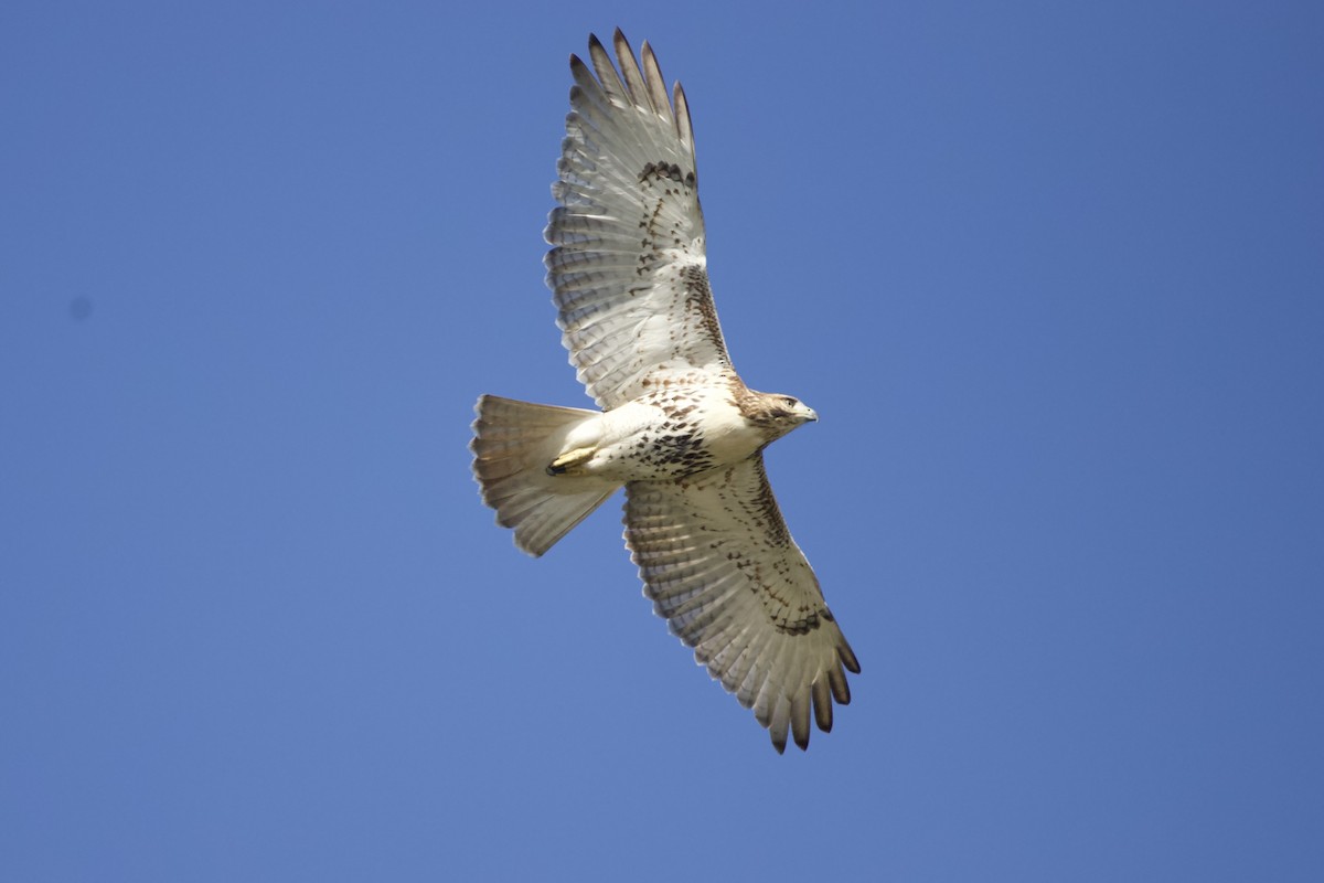 Red-tailed Hawk - ML610155722