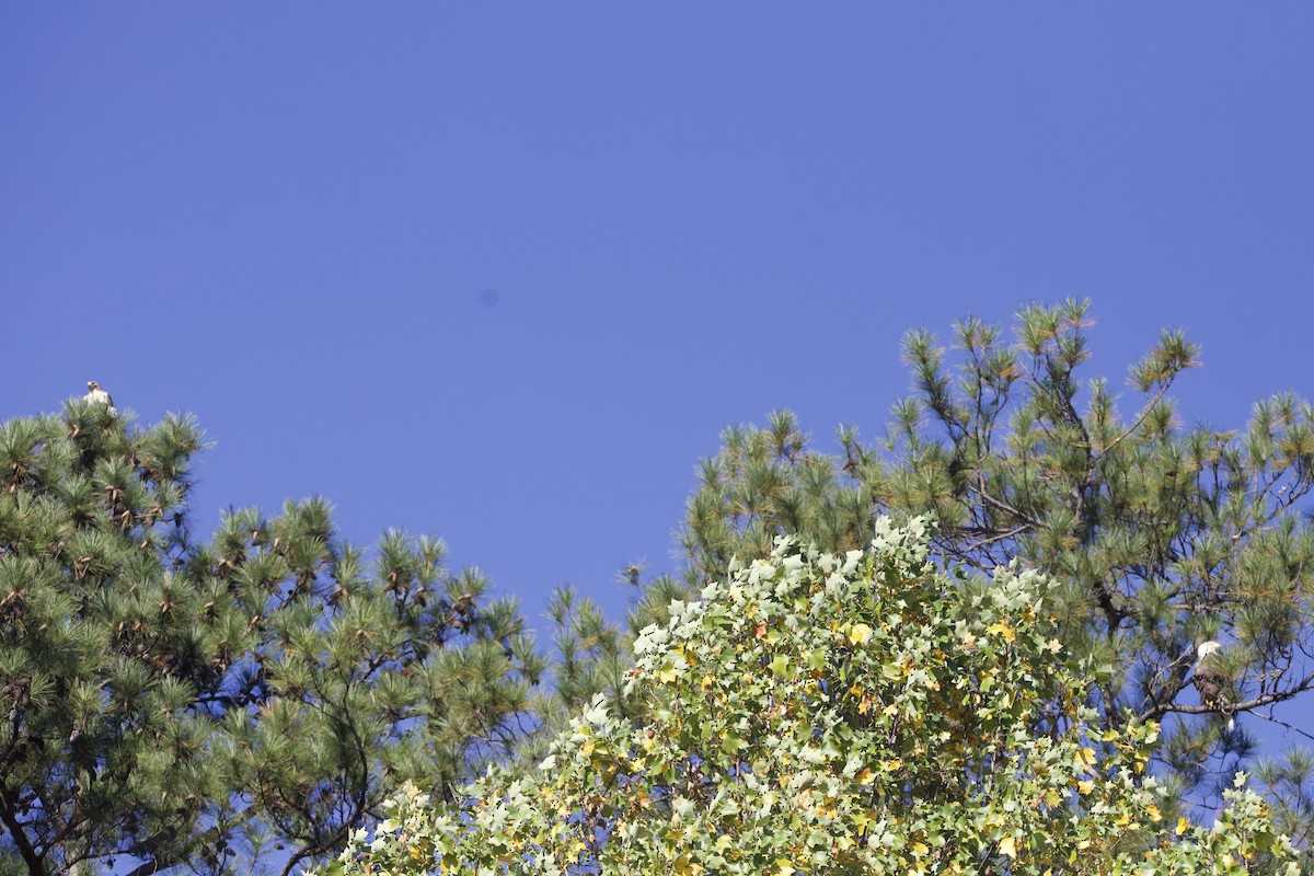 Red-tailed Hawk - ML610155723