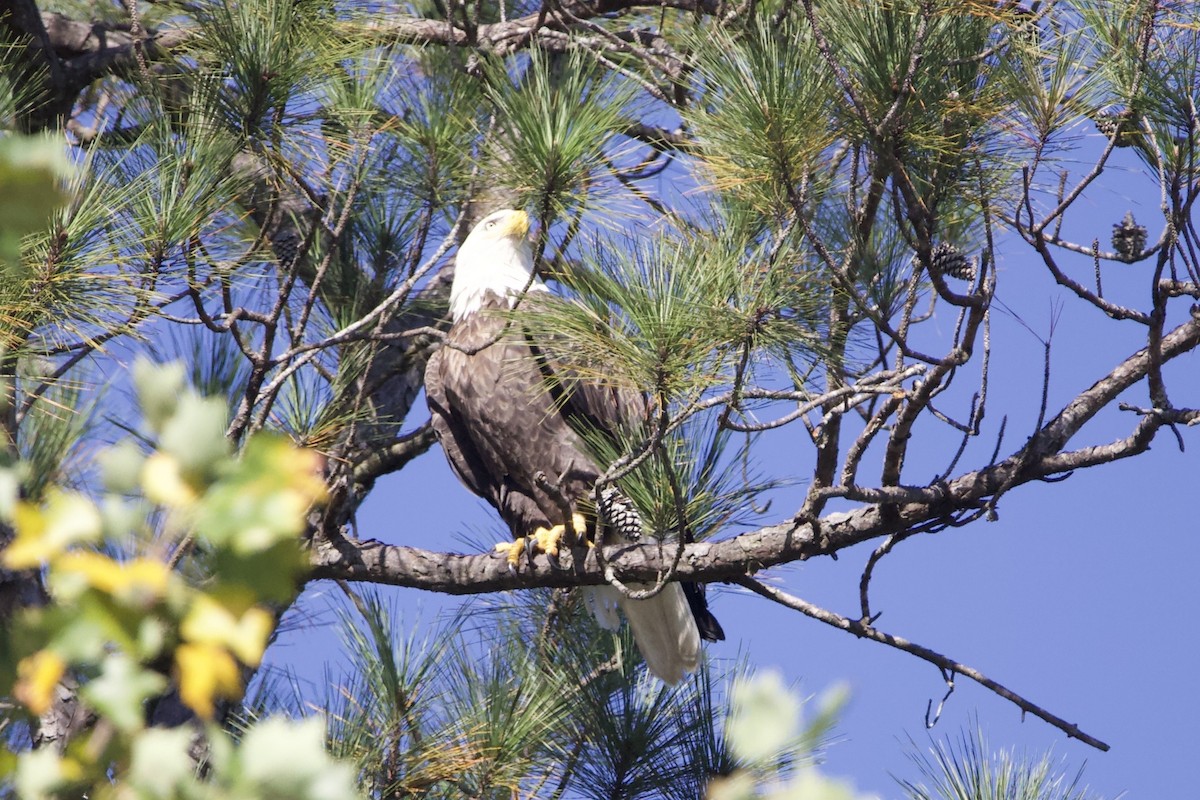 Bald Eagle - ML610155727