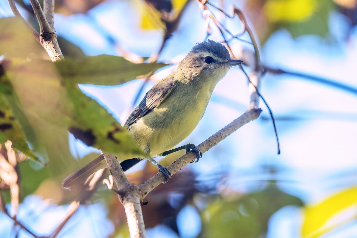 Philadelphia Vireo - ML610155729