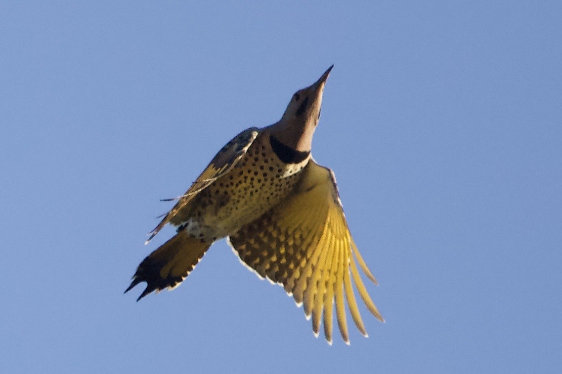 Northern Flicker - ML610155735