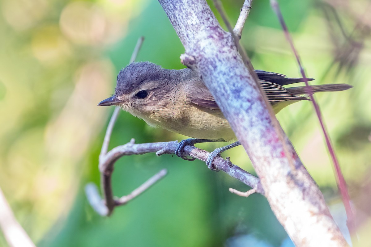 Philadelphia Vireo - ML610155739