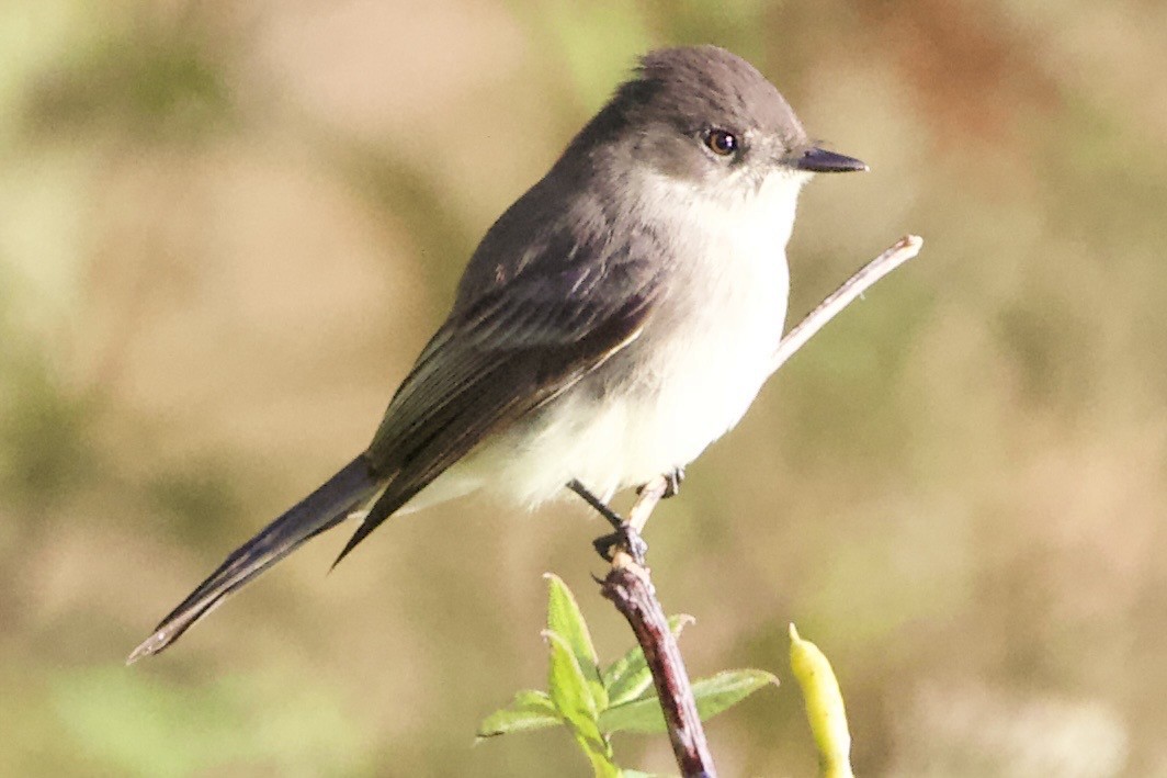 Eastern Phoebe - ML610155741