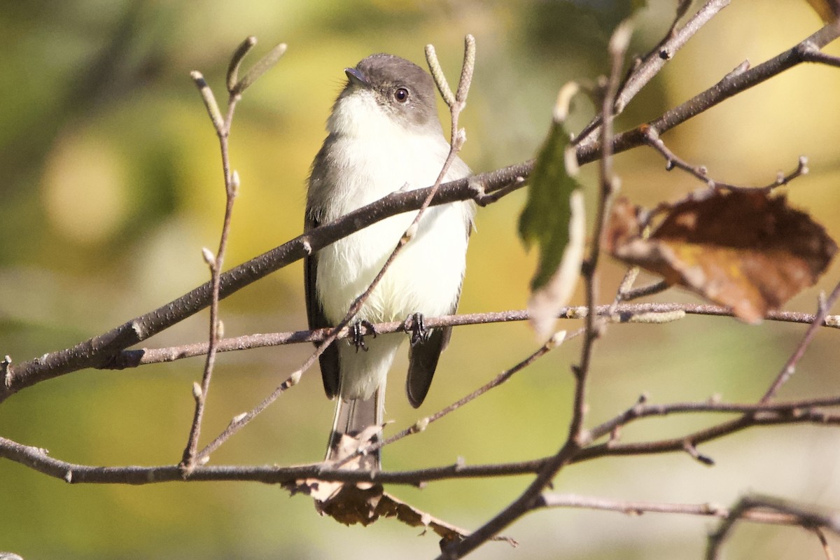 Eastern Phoebe - ML610155742