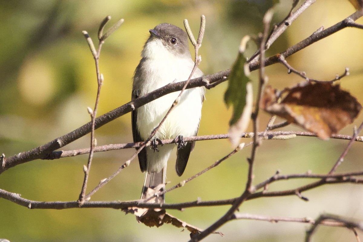 Eastern Phoebe - ML610155742