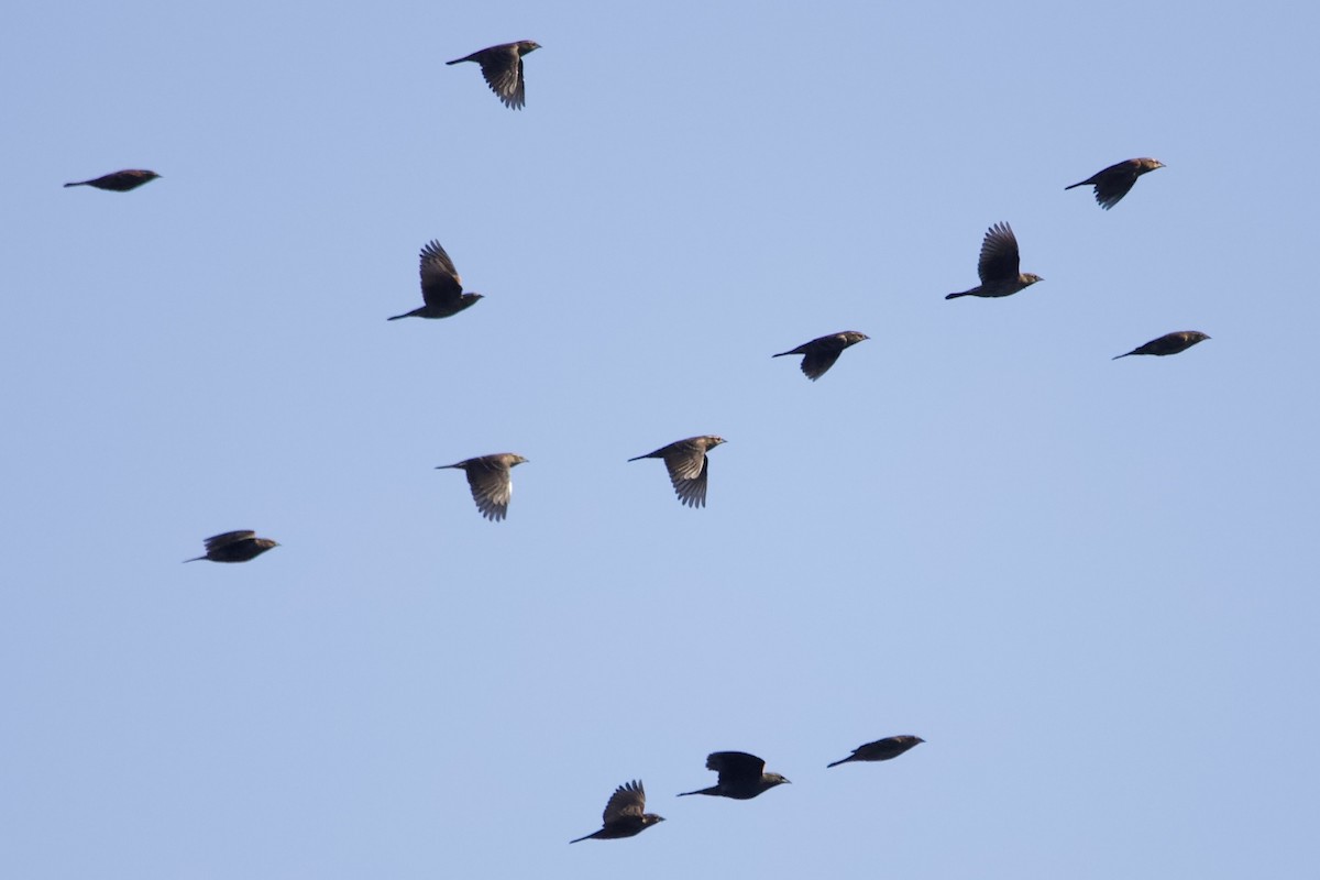 Red-winged Blackbird - ML610155763