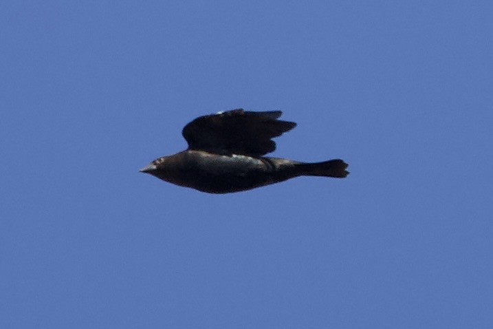 Brown-headed Cowbird - ML610155770