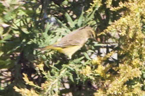 Palm Warbler - ML610155807