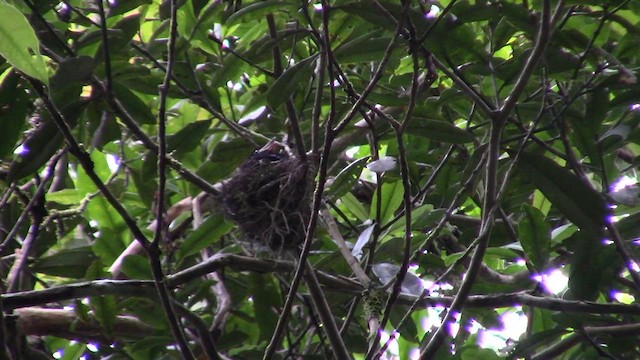 Drongo Crestudo (borneensis) - ML610155812