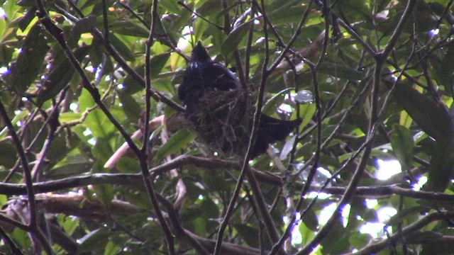 Drongo à crinière (borneensis) - ML610155814