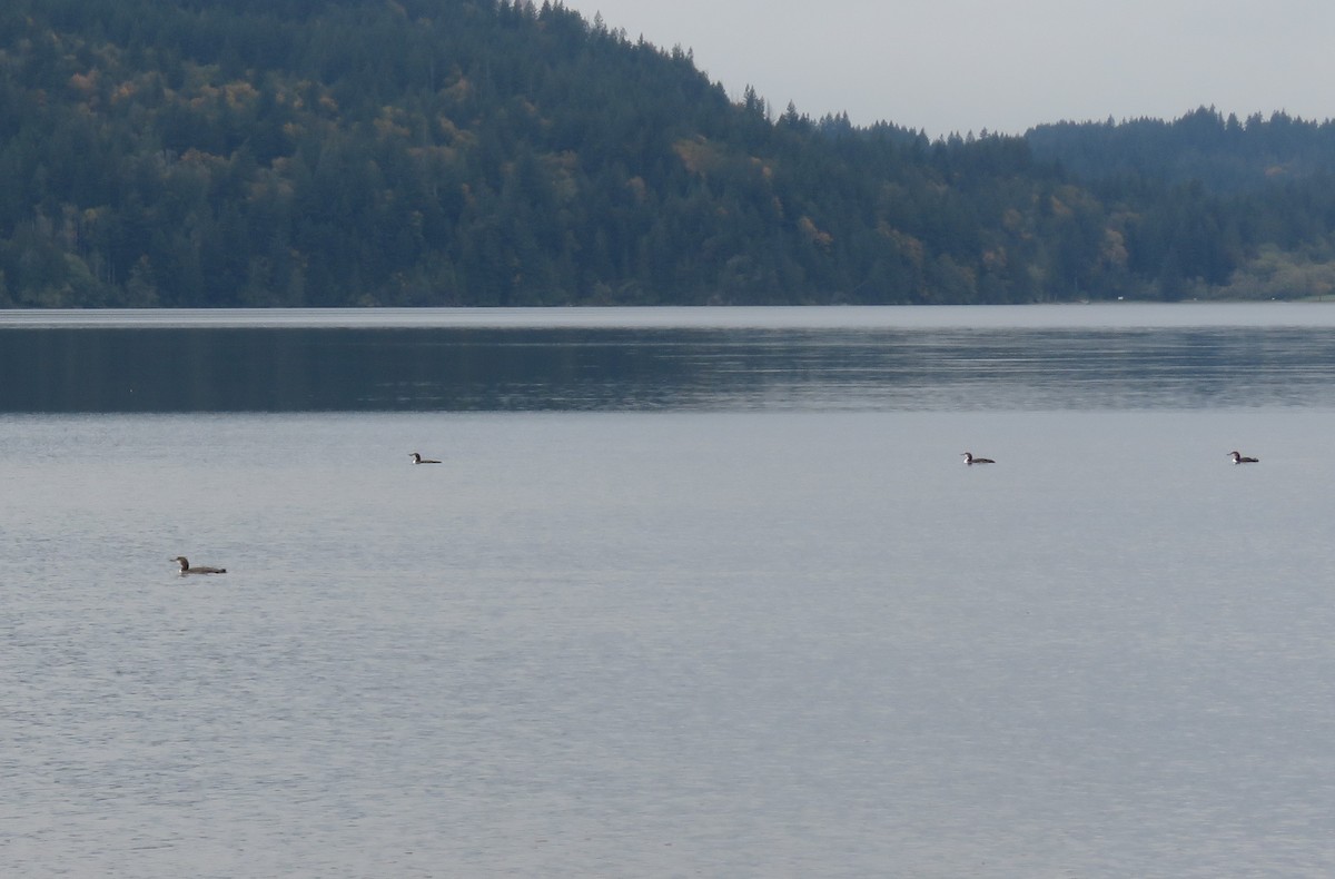 Common Loon - ML610155824